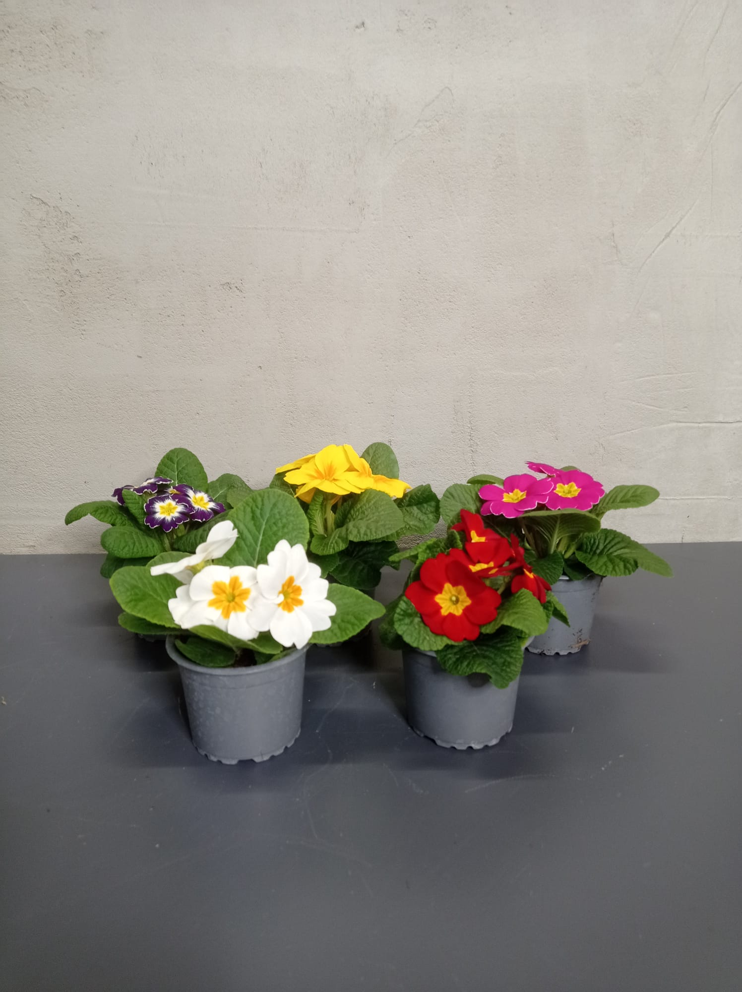 primeln Primeln in Töpfen in verschiedenen Farben: weiß, rosa, rot, violett, gelb