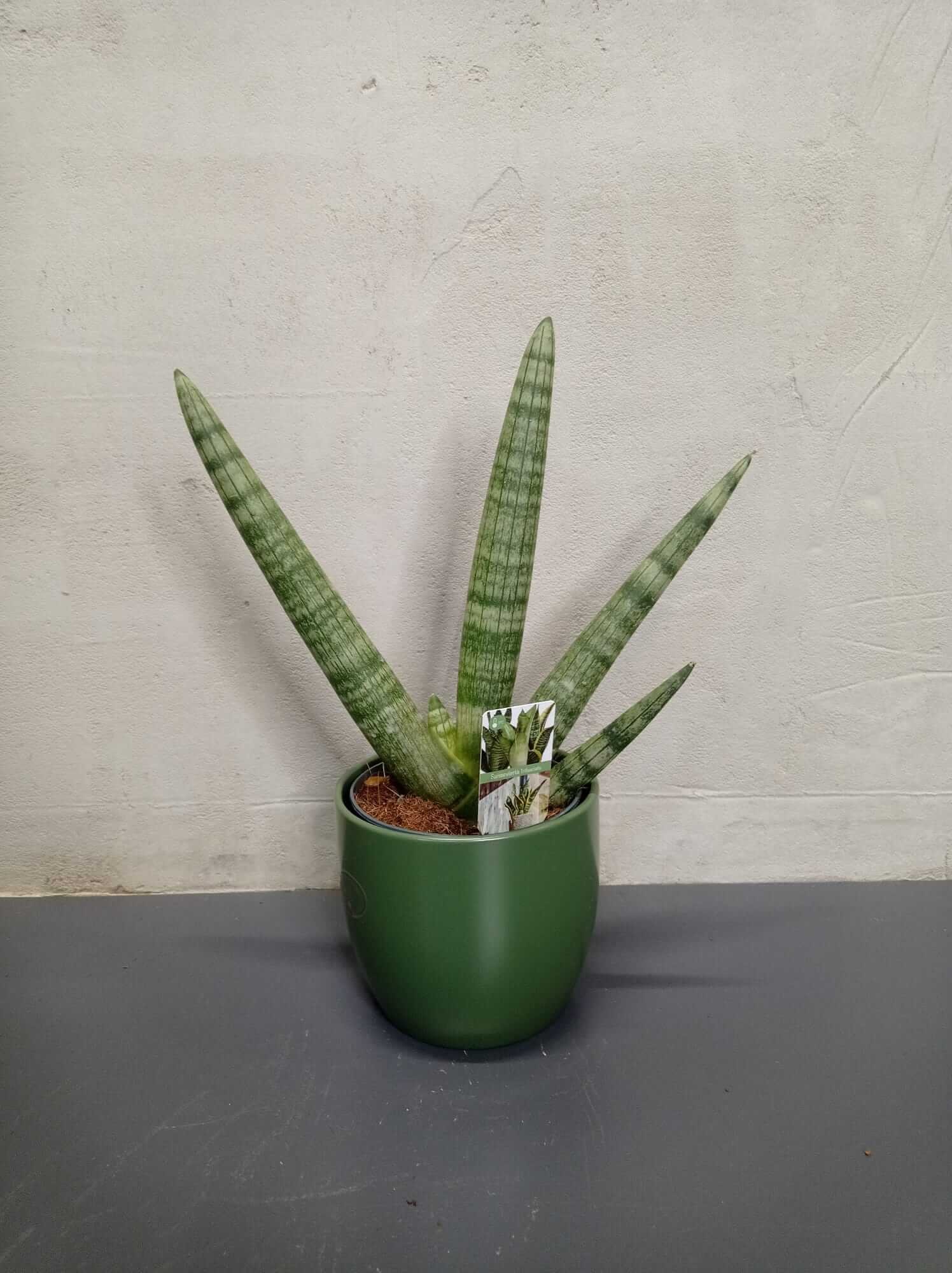 sansevieria-cylindrica Sansevieria cylindrica im Topf