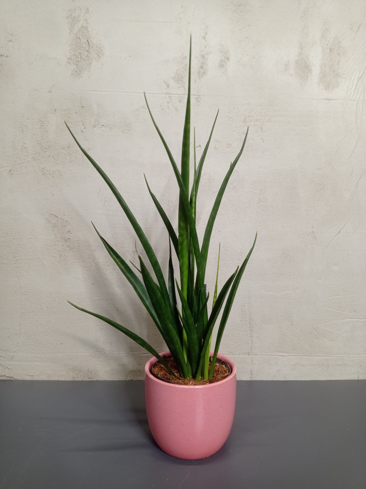 sansevieria-fernwood-mikado Sansevieria Fernwood "Mikado" im rosa Topf