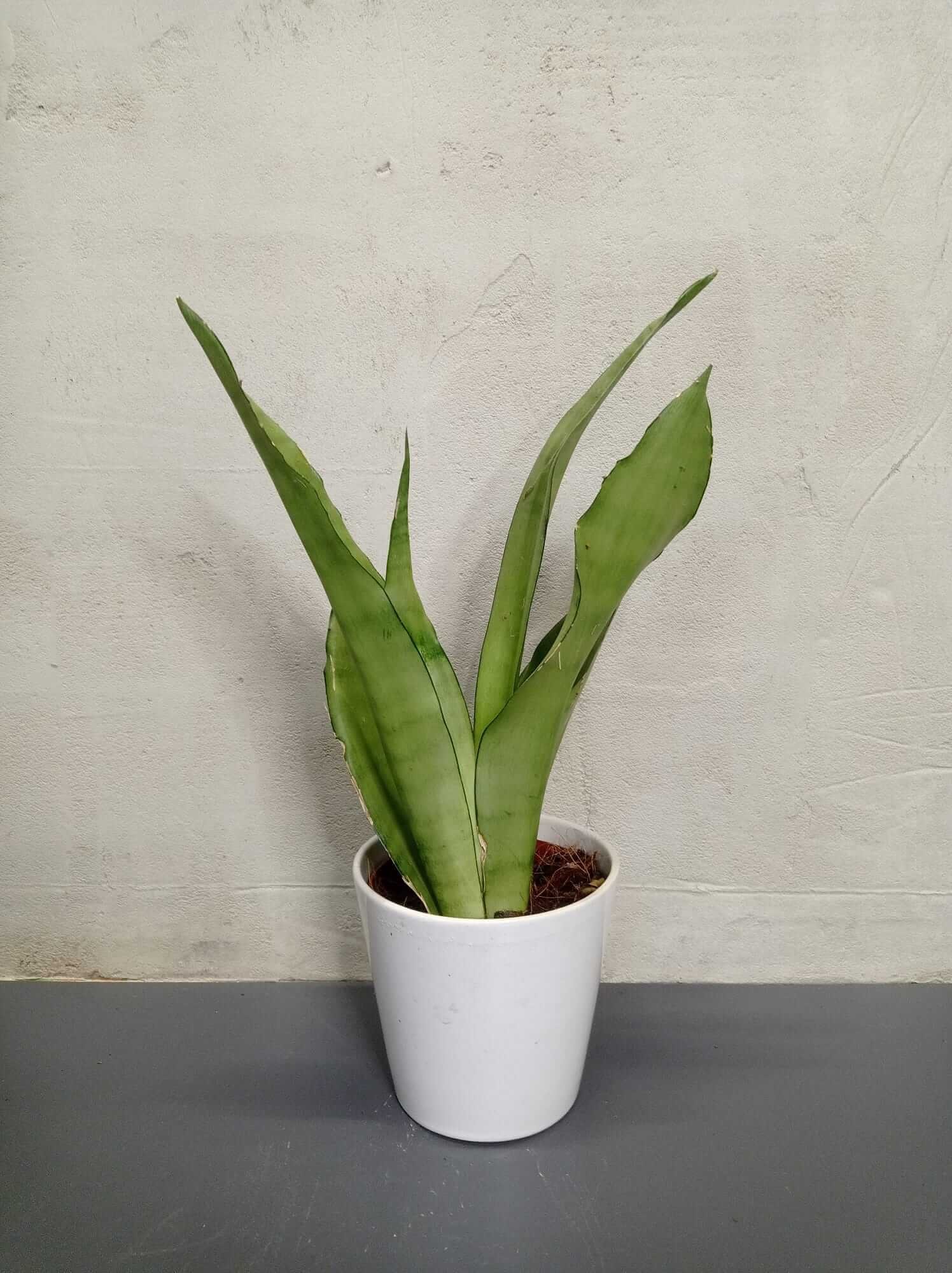 sansevieria-moonshine Sansevieria trifasciata Moonshine in Topf