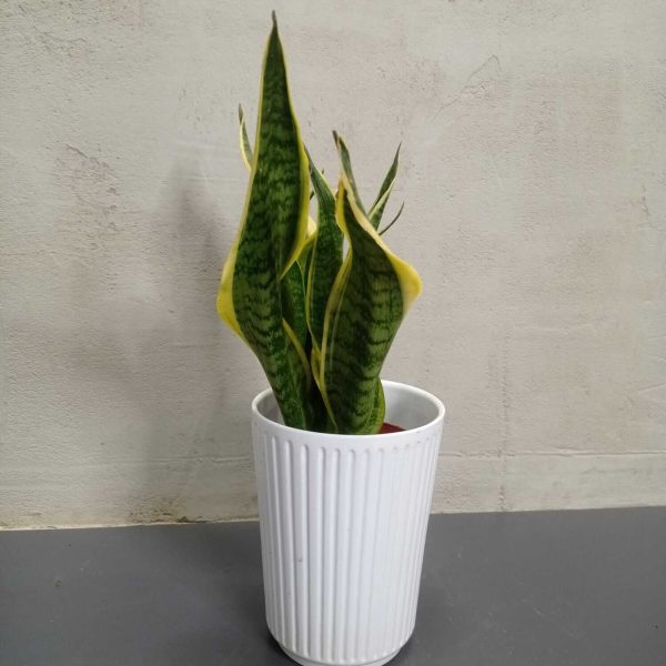 Sansevieria cylindrica klein - Blumen Weyer