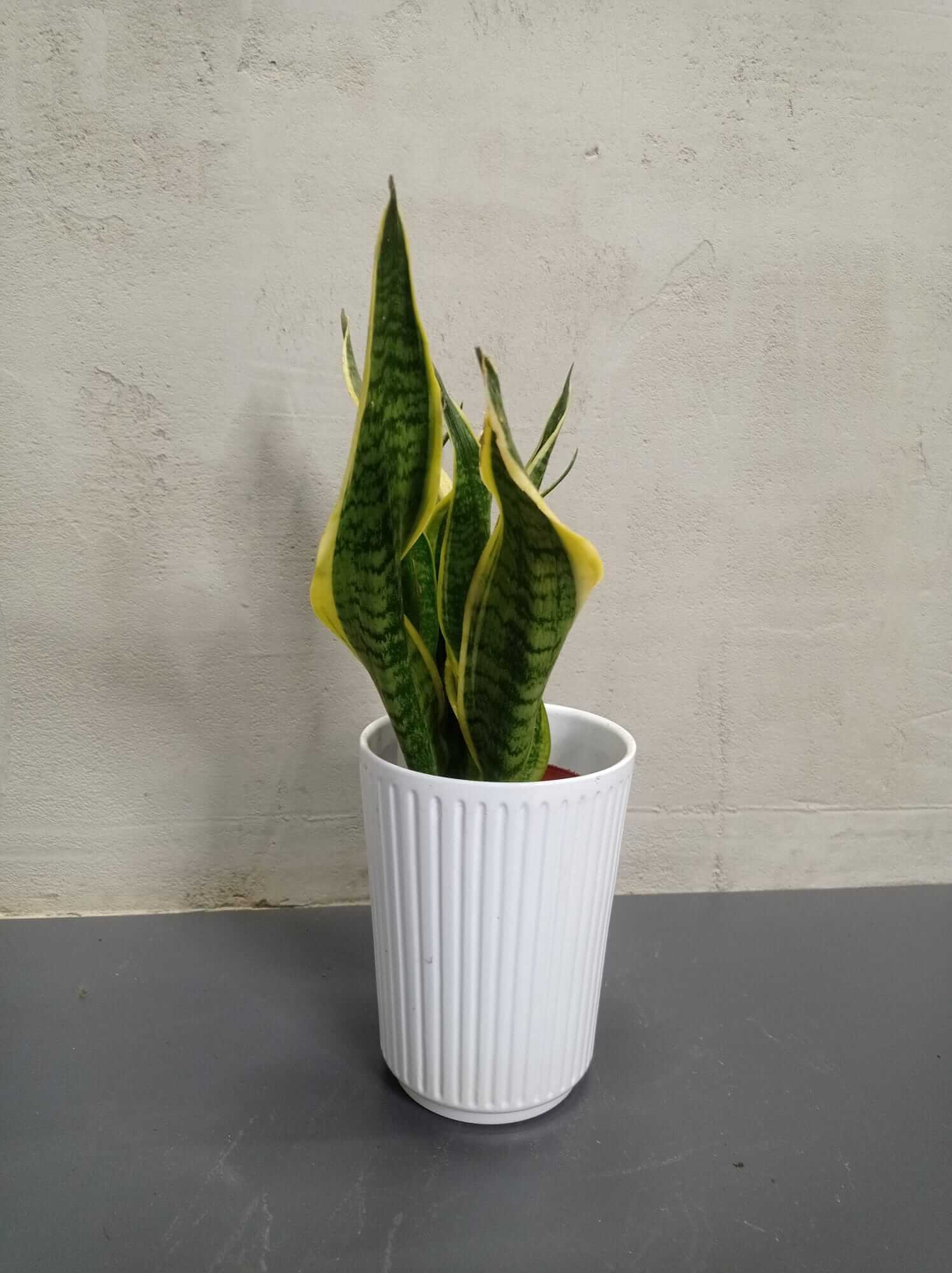 sansevieria-trifasciata Sansevieria trifasciata im Topf