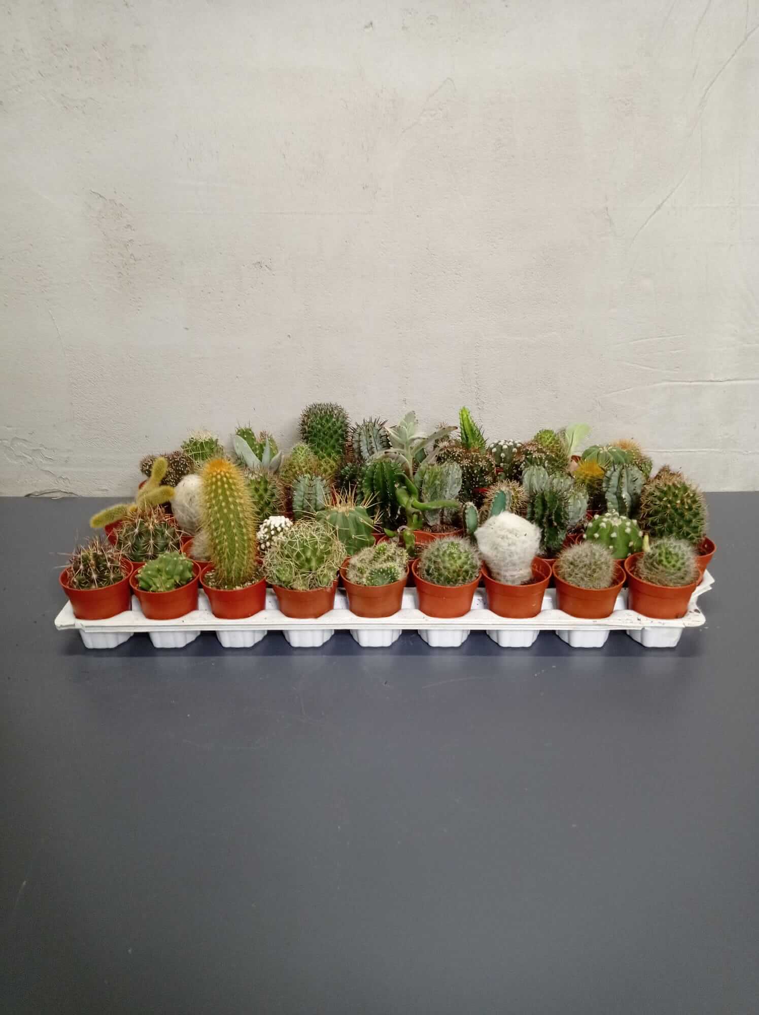 sukkulenten-kl Verschiedene Sukkulenten in kleinen Töpfe